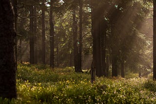 The whispering shadows