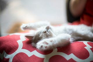 Kitten lying on its back on a bed