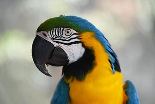 A parakeet