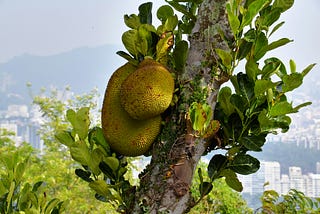 The Case of the Missing Jackfruit