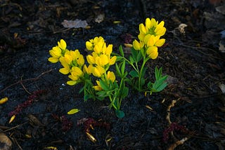 The Importance of Resilience: Bouncing Back from Life’s Challenges