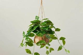 9-faux-hoya-hanging-plant-hearth-hand-with-magnolia-1