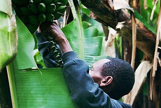 A man reaching towards a banana tree