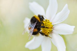 Freedom From Worry: A Lesson From the Humble Bumble Bee