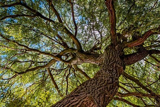 The rise of LSM trees for Databases