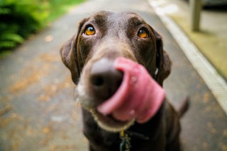 How to get picky pups to eat their food