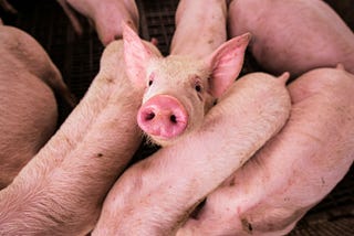 A pig crammed into a cage with six other visible pigs looks up at the camera.