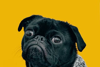 Understanding the Underdog: The Thrill and Strategy of Betting on the Unexpected