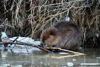 The Beaver