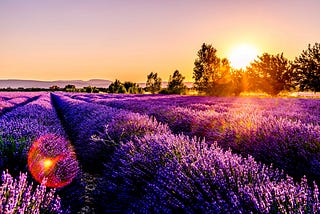 a field of purple flowers with the sun rising on the flowers