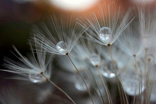 White dandelion flower petals with a water drop in the center on a somewhat blurry brownish background — chosen to signify spiritual energy of intuition