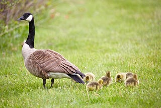 A Canada goose and goslings in the grass.