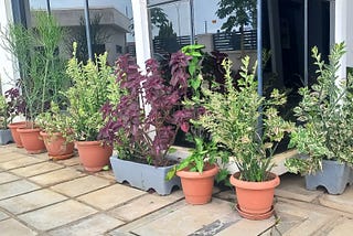 Plants At HumAngle’s Office Have Name Tags. Why Is That?