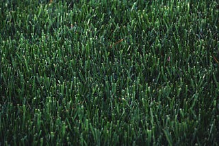 Tapestry Lawns — Everything You Need to Know