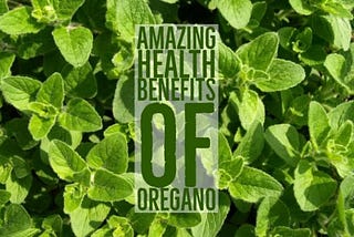 29 Amazing Health Benefits Of Oregano