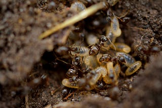 I Would Rather Drop Out of College Than Kill a Termite