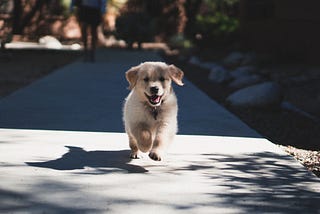 Getting a Dog Won’t Get You Out of Depression