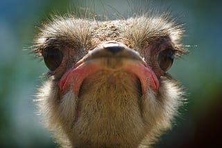 ostrich staring into the camera