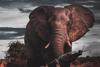 16,860 Elephants Per Day