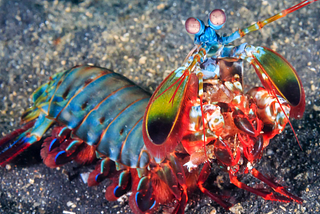 The Peacock Mantis Shrimp- Favoured By Evolution