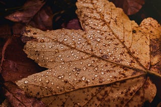 What My Guides Say About November