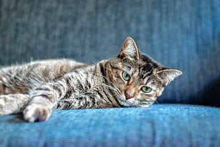 Lonely Cat…3 Signs That Your Cat Is Feeling Lonely