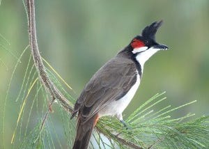 The Red-Whiskered Bulbul