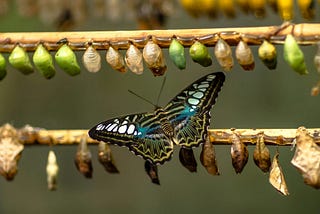 Pupae and a butterfly