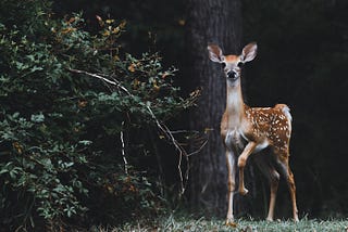 The Man And His Deer