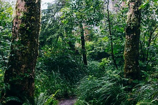 A forest pathway