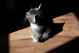 A kitten in a ray of light on a wooden board, staring up at something unseen, JA Vassili, Medium