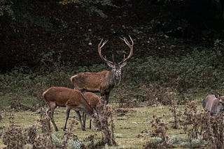 A family of deer with the male watching for danger.