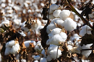 A Deep Dive Into Cotton Production in India