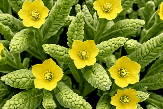 Mullein Herbal Supplements-1