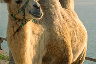 It’s the Straw That Broke the Camel’s Humpy Back, Y’all