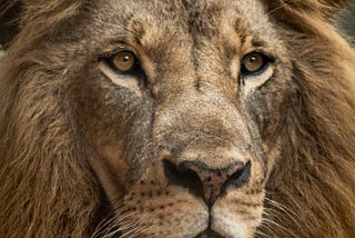 Staring at a lion through the camera with a zoom lens is quite a powerful experience. I got to photograph this stunning lion at the Nairobi Animal Orphanage outside of Nariobi National Park