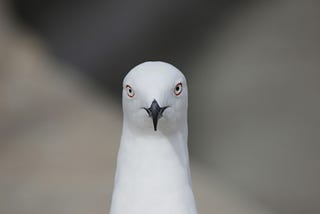 Albatross — ToC