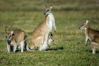 An image showing 4 kangaroos, one with a baby in its pouch looking backwards