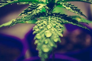 Why Does Cannabis Make You High?