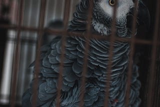 The Caged Parrot