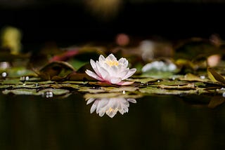 A lotus flower blossoming on the pond.