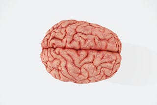 A photograph of a model of a brain.