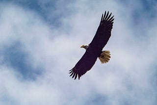 A bald eagle flies overhead, wing tips like fingers reaching out to All That Is. Eagle is considered a symbol of healing. Amen to your sacred journey!