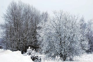 The Forest covered in Snow