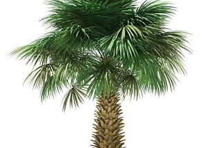 Little Information on Sabal Palms