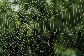 How Spider Webs Might Be Used to Repair Your Tissues in The Future