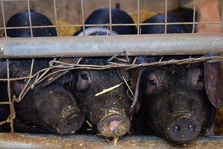 Wild Pigs — Free Morals