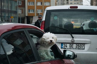 Maybe life is all about living like this puppy