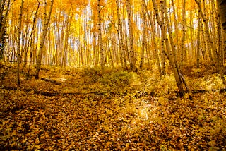 A forest floor covered in golden leaves in a stand of aspens