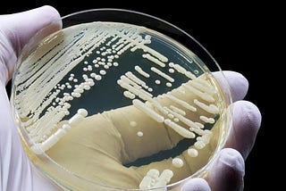 Modelling Antifungal Resistance Through Yeast Exposure